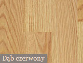 Dąb czerwony