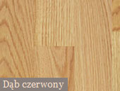 Dąb czerwony